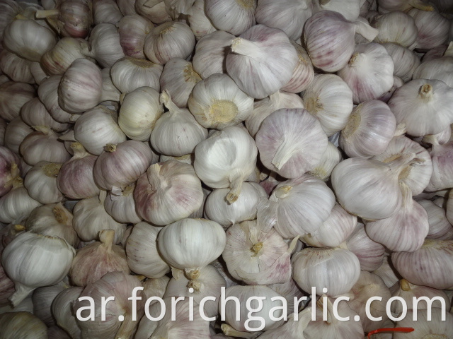 Export Normal Garlic